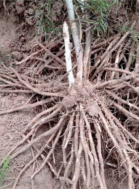 绿芦笋苗紫色多年生大田阳台庭院绿植农科院高产经济作物种子蔬菜