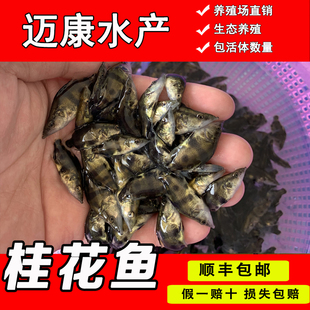 桂花鱼苗淡水养殖食用鳜鱼苗路亚鱼苗季 花鱼大眼鳜鱼苗活体鳜鱼苗