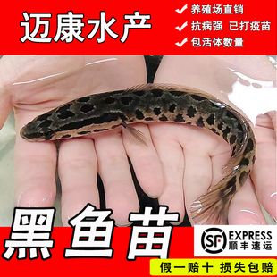 黑鱼苗活体特大鱼苗淡水养殖苗小乌鱼苗财鱼苗乌鳢生大黑鱼苗包活