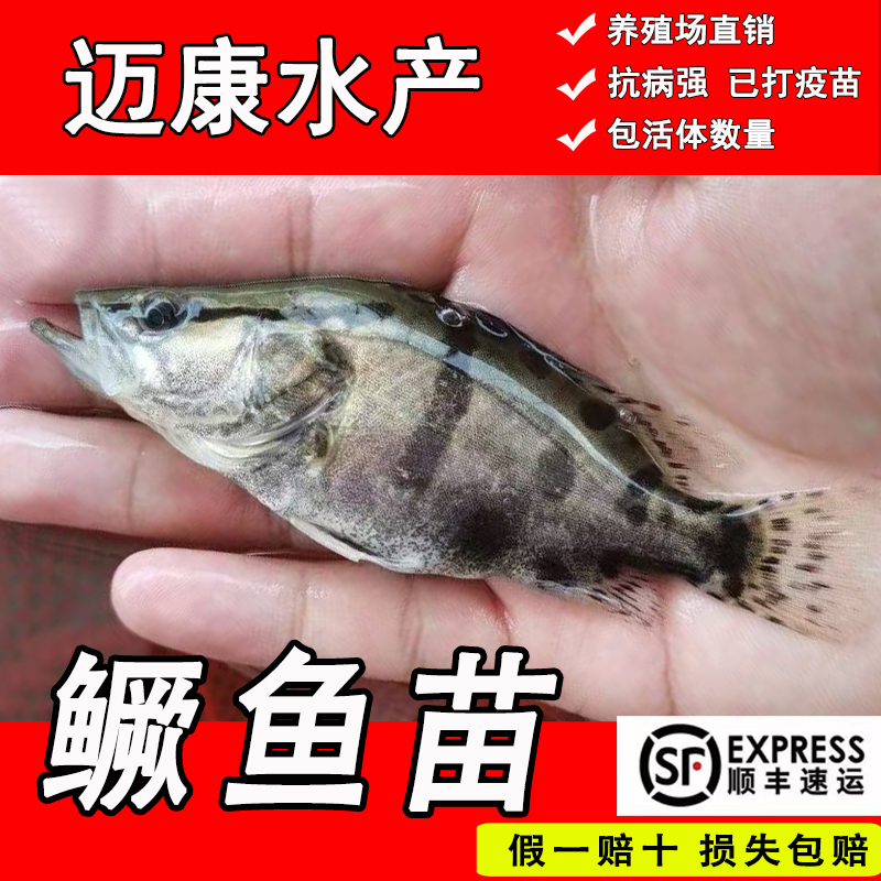 鳜鱼苗桂花鱼苗大眼鳜斑鳜鱼