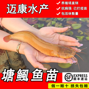 本地塘鲺皇妃三黄塘鲺胡子鲶鱼苗塘角鱼苗土塘鲺鱼苗塘虱淡水鱼苗