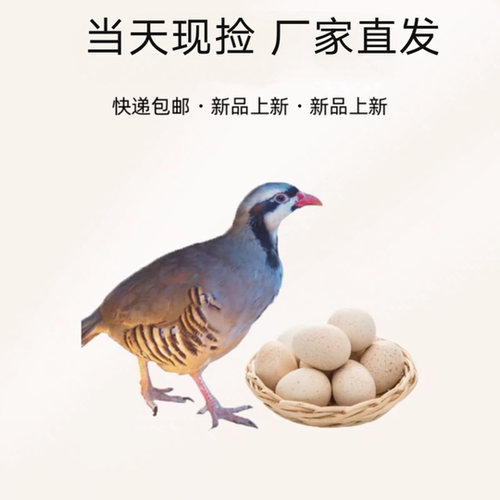 美国鹧鸪孵化蛋呱呱鸡咕咕受精鸡蛋全程跟踪服务24小时发货 包邮