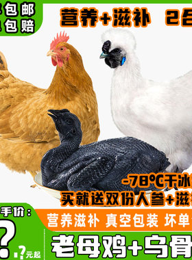 农家散养滋补组合发乌骨鸡老母鸡
