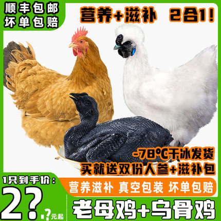 【老母鸡+乌鸡】农家散养土鸡新鲜现杀老母鸡乌骨鸡生鲜整只顺丰