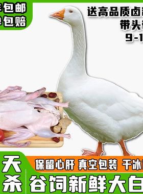 鹅肉新鲜大鹅农家散养土鹅非老鹅整只鹅现杀生鲜大白鹅冷冻白条鹅