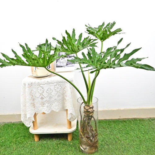 龙鳞春羽水培植物盆栽室内绿植老桩大型四季懒人好养北欧风龟背竹