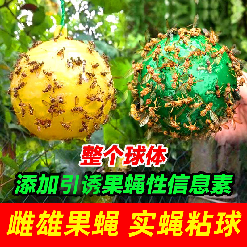 柑橘水果店针蜂大实蝇