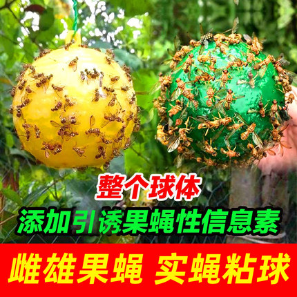 果蝇柑橘大实蝇诱蝇球粘虫板灭水果蝇球水果店实蝇贴粘针蜂诱捕器