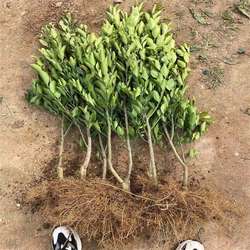 长寿沙田柚子苗 嫁接柚子果树苗 盆栽地栽蜜柚子果树苗当年结果