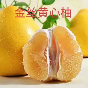 大果黄金葡萄柚苗嫁接无籽葡萄柚树苗南北方种植盆栽地栽蜜柚子苗