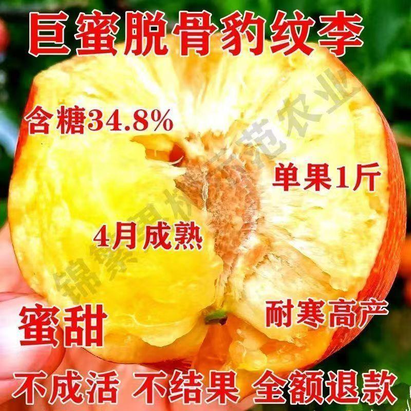 巨蜜脱骨豹纹李子树苗嫁接特大种甜早熟南北方种植盆地栽当年结果