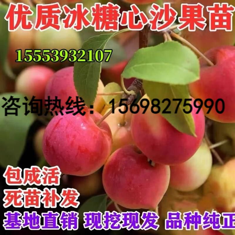 冰糖心沙果苗苹果嫁n接树苗沙果小苹果花红果树苗盆栽南方北方种