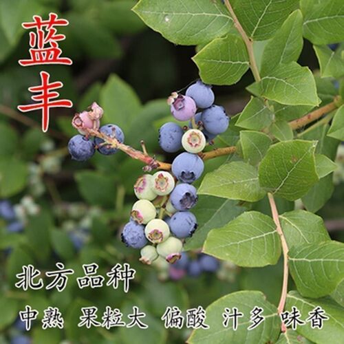 南方北果树苗木蓝丰莓盆栽