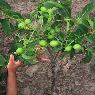 新疆阿克苏纸皮核桃 温185纸皮核桃苗 薄壳如纸 嫁接核桃树苗包邮