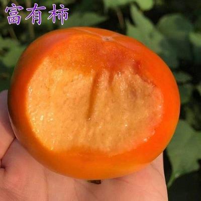 柿子苗正宗嫁接富有甜柿子树苗柿饼柿子果树苗大果脆柿苗当年结果