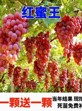 红蜜爬藤王葡萄树苗长藤大粒无核葡萄树滕王葡萄树庭院无籽晴王