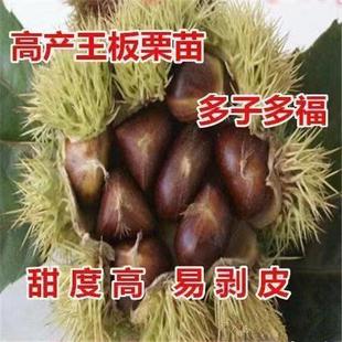 锥栗子苗嫁接板栗树苗 锥栗树苗 建瓯锥栗苗 尖栗苗当年结果树苗