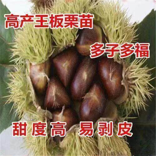 锥栗子苗嫁接板栗树苗 锥栗树苗 建瓯锥栗苗 尖栗苗当年结果树苗