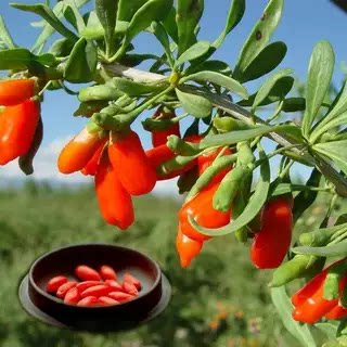 枸杞苗正宗红枸杞树苗宁夏枸杞苗当年结果南北方地栽盆栽大果耐寒