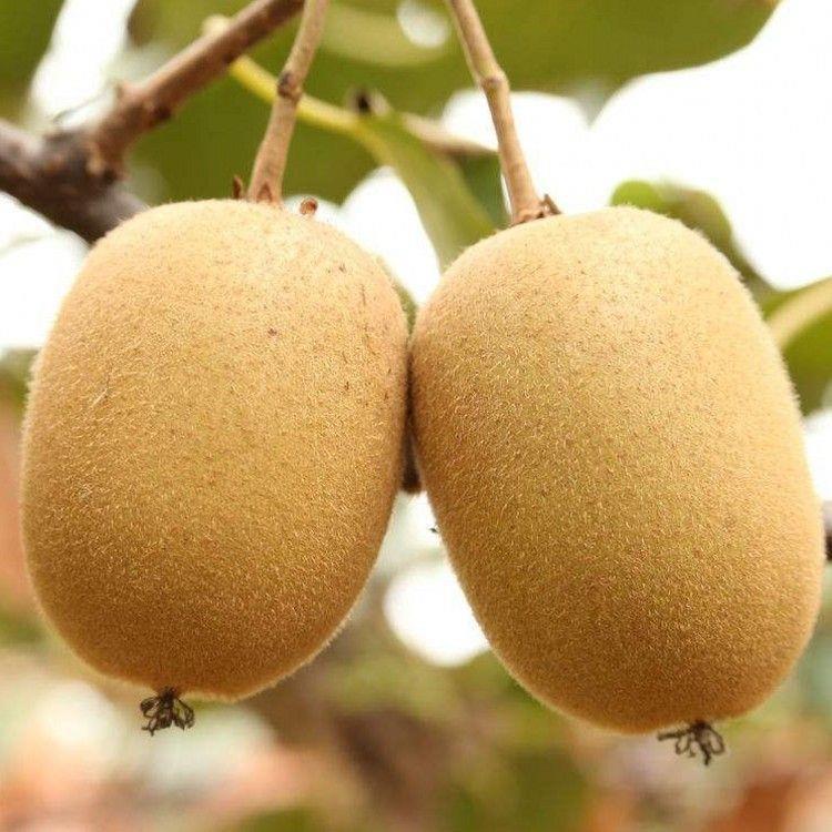 新品种特大黄金心奇异果猕