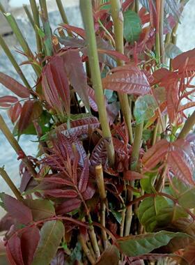 正宗红油香椿盆栽带土带叶树苗四季食用盆栽庭院地栽红油香椿苗