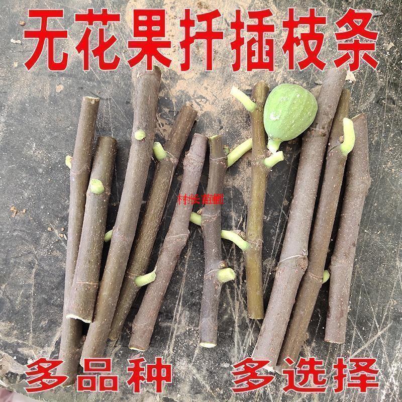 无花果扦插枝条树苗嫁接穗