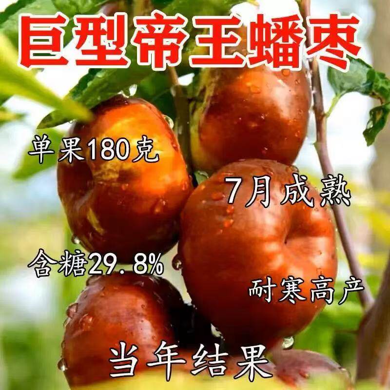 嫁接枣树苗蟠枣苗新品种特大果耐寒盘龙枣子活苗冬枣北方果树果苗