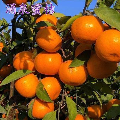 新品种涌泉蜜桔树苗无核蜜桔涌泉蜜橘特优早熟超甜桔子果树苗