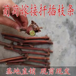 葡萄枝条嫁接枝条阳光玫瑰葡萄扦插枝条巨峰阳台地栽盆景当年结果