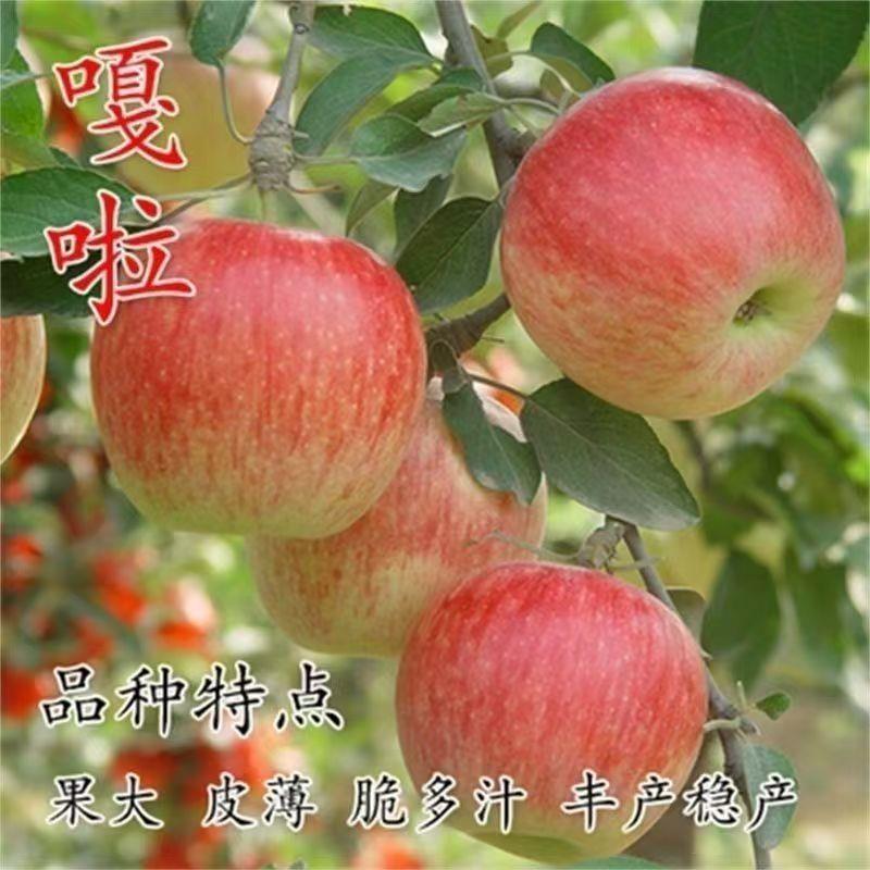 嫁接大卫红嘎啦苹果树苗耐