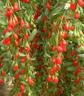 果树苗红枸杞树苗食用宁夏特大枸杞盆栽地栽当年结果枸杞叶苗枸杞