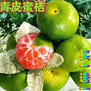 青皮蜜桔树苗早熟青柑橘苗嫁接无核蜜桔子树苗南方北方种植