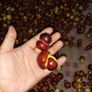 枣树嫁接枝条 新品种二号冬枣金丝四号二代葫芦枣接穗 新封蜡接芽