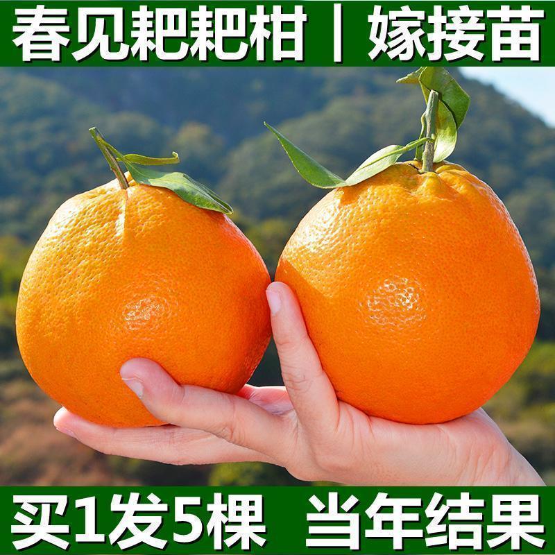 春见耙耙柑树苗正宗四川