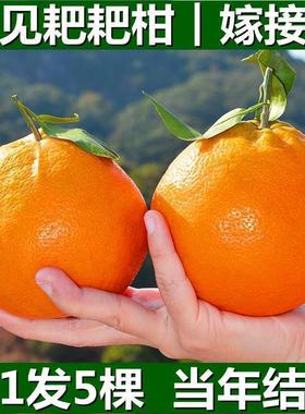 春见耙耙柑树苗正宗四川嫁接柑橘树苗地栽丑橘苗当年结果橘子树苗