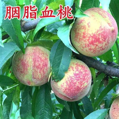 早熟胭脂血桃苗嫁接脆桃树苗水蜜桃苗油桃当年结果百花桃苗皮球桃