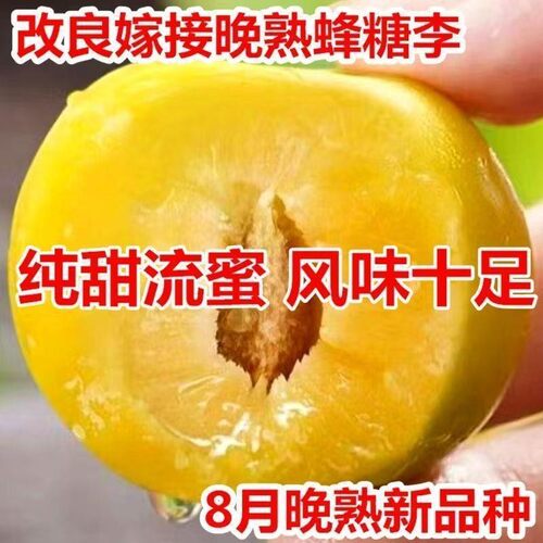 蜂糖李子树苗正宗嫁接新品种四代早熟蜂糖李子南北方种植当年结果