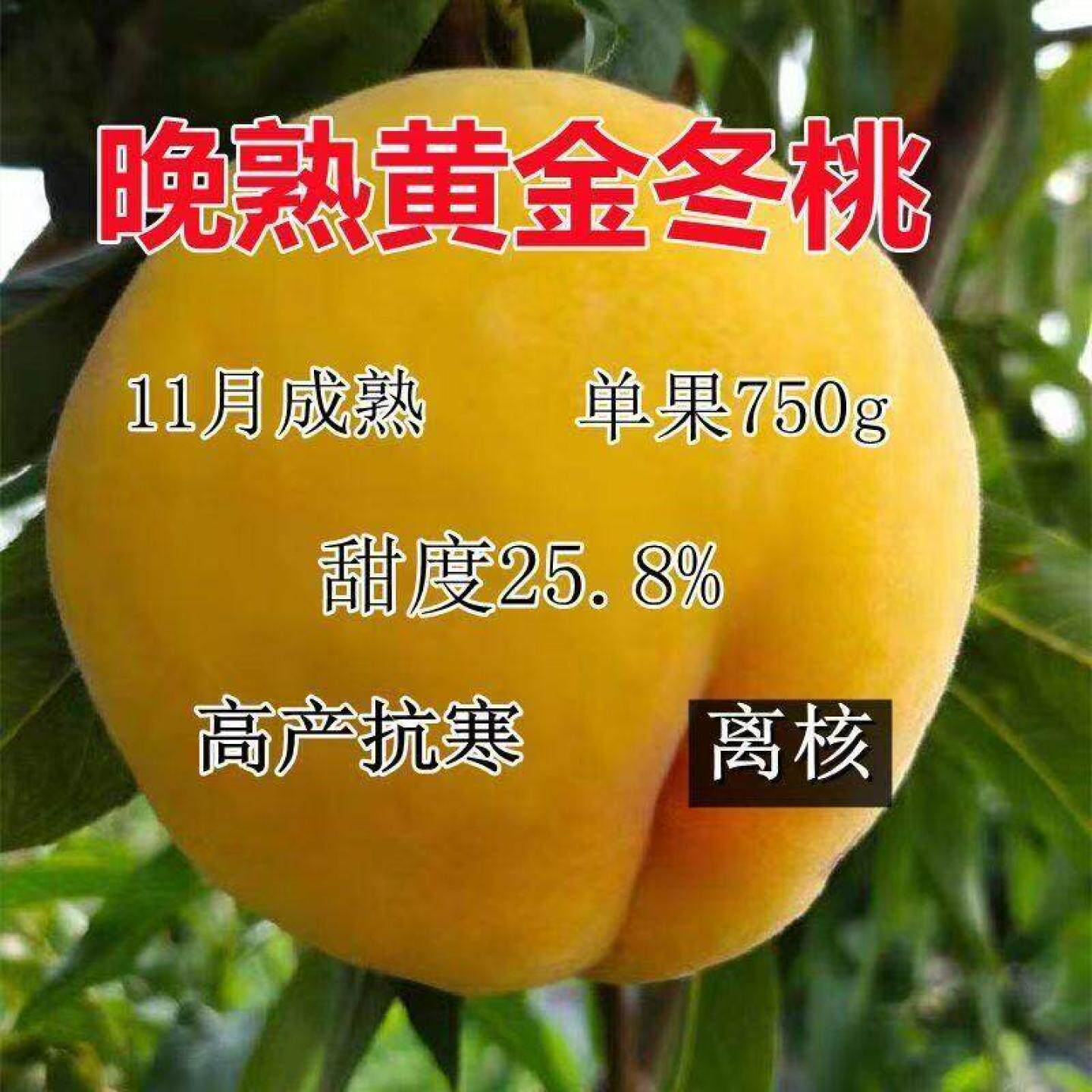 晚熟黄桃桃树苗嫁接新品种特大脆甜黄桃树苗 南北方种植 当年结果