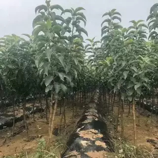 嫁接梨树苗库尔勒香梨树苗新疆香梨果树苗当年结果南方北方种植