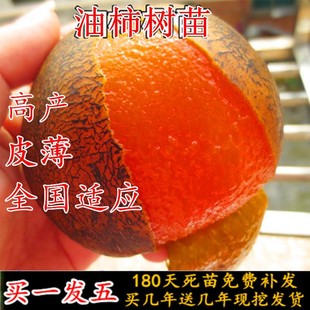 橘蜜油柿子苗柿树苗盆栽地载嫁接苗巧克力柿子树苗南北方当年结果