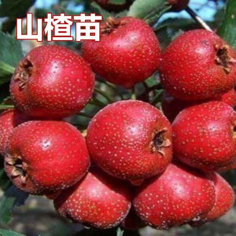 山楂苗嫁接大五棱树南方北
