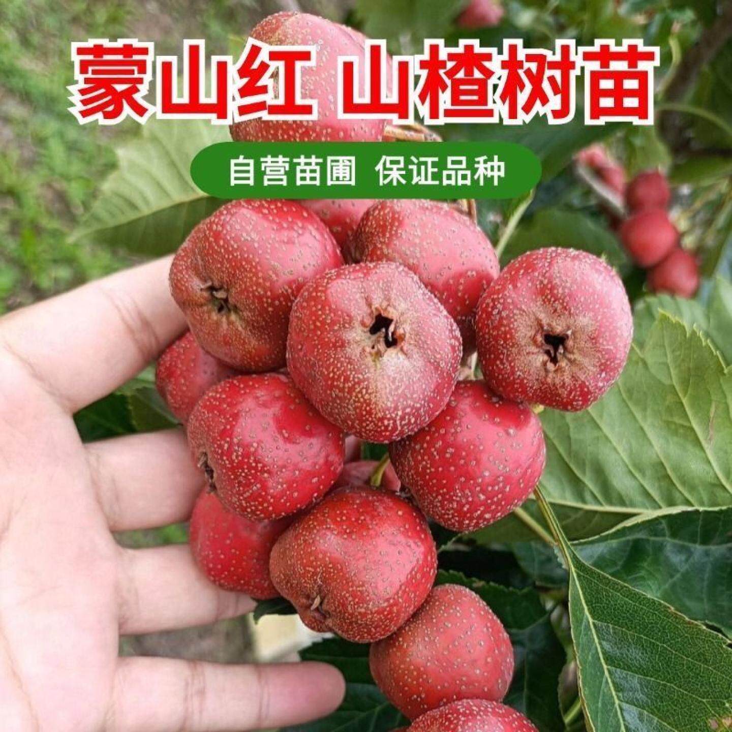 蒙山红山楂苗特大山里红甜山楂树苗果树苗盆栽地栽南北方当年结果