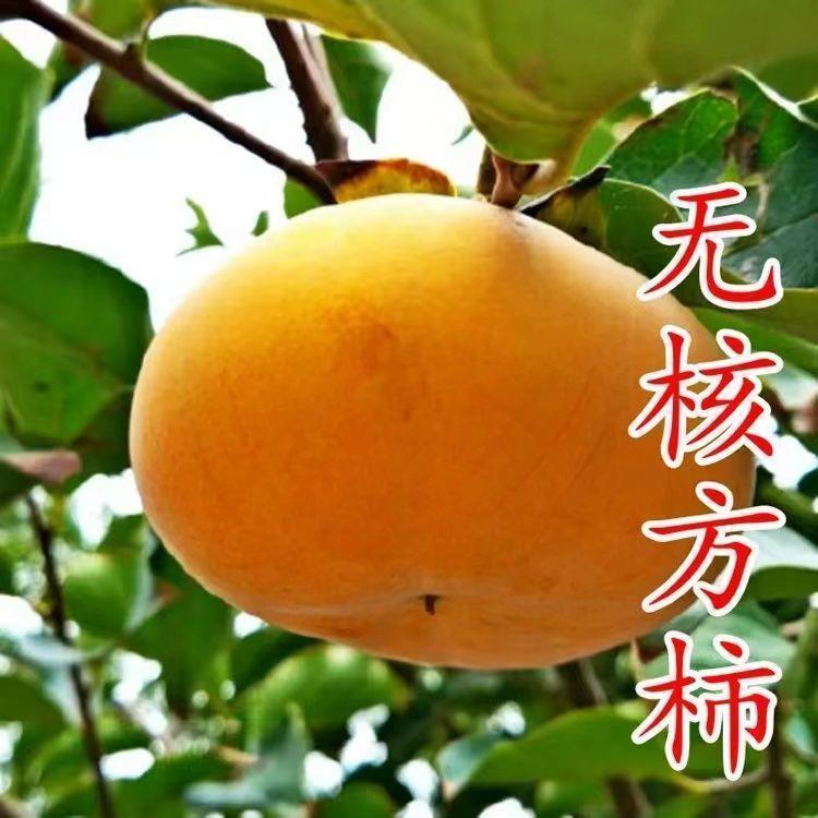 新品无核方柿子树高产柿子树苗 南北方种植柿子树苗嫁接苗甜柿