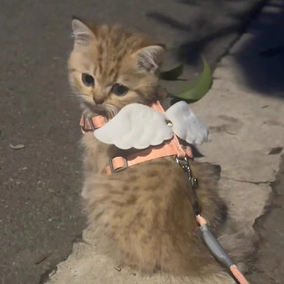 猫咪背带胸背一体时尚外出