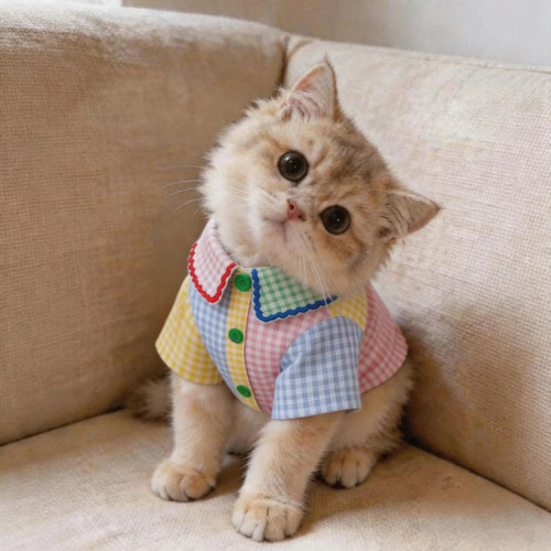 小猫衣服薄款幼猫夏天防掉毛猫咪金渐层居家撞色衬衫高颜值两脚衣