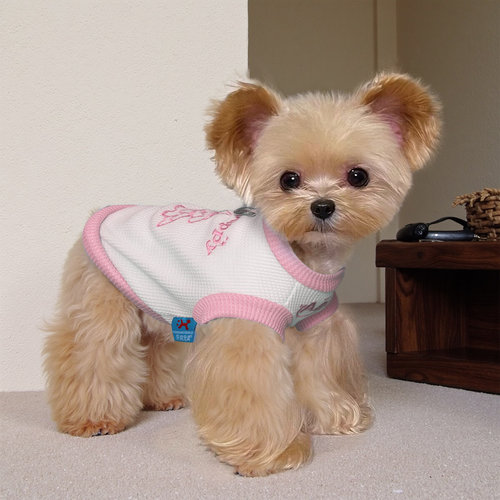 小型犬防脏可牵引外出背心秋冬