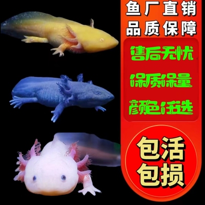 可爱小甜心不打氧不加温好养省电