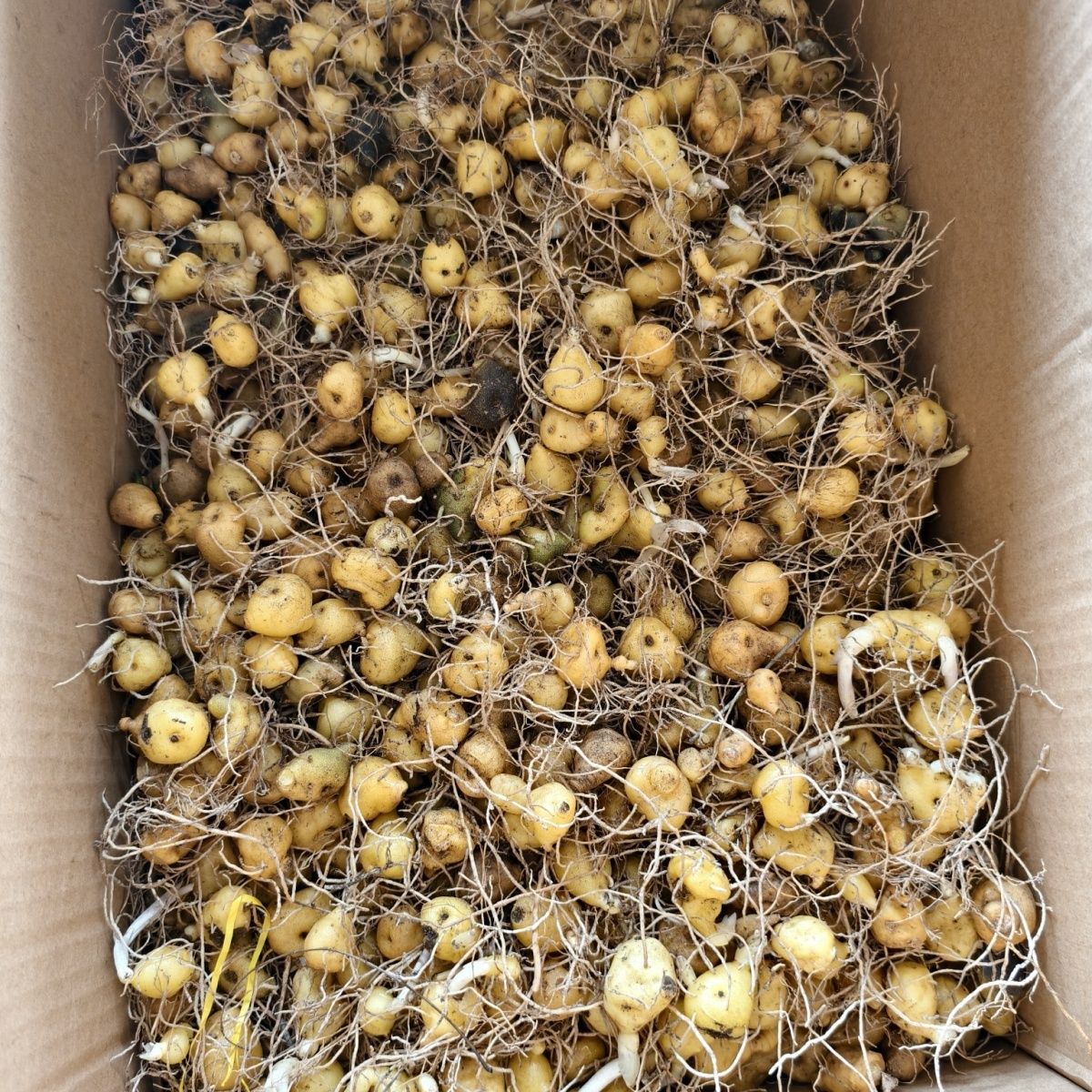 黄精苗鸡头黄精苗块茎芽头苗多花黄精种苗