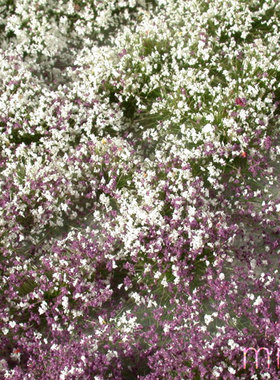 现货 Mininatur Flower tufts early fall 726-33S 726-33MS 草簇