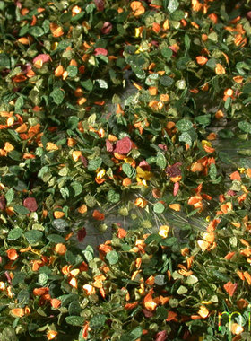 现货 Mininatur Weed tufts early fall  725-33S 725-33MS 草簇